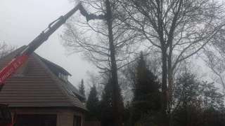Rooien van 10 stuks eikenbomen langs de oprit in Berkel Enschot